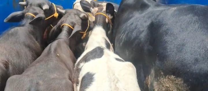पिकअप पर लदा आठ मवेशी जब्त, तीन तस्कर गिरफ्तार
