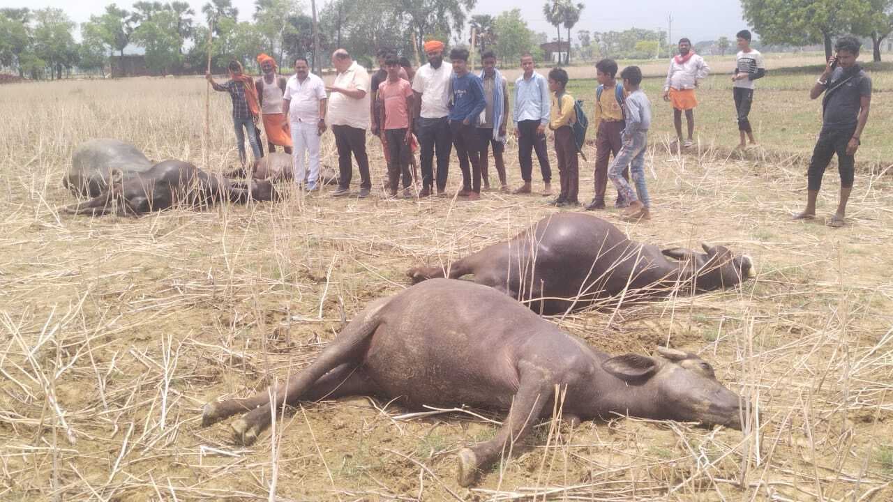 11 हजार वोल्ट के तार की चपेट में आने से पांच भैंसों की मौत