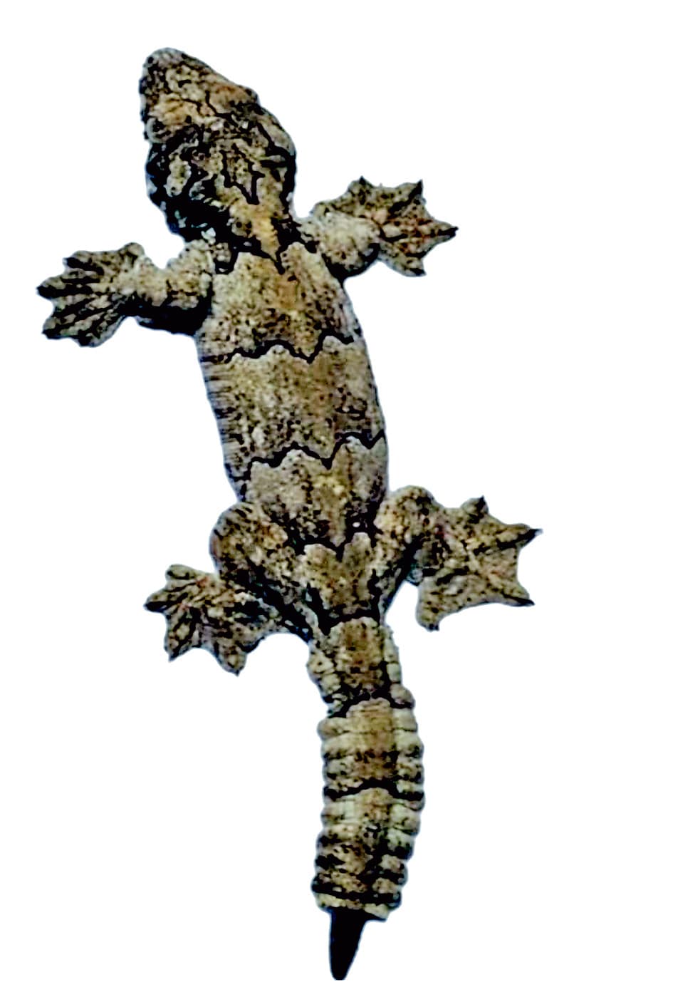 बीएसएफ ने एक करोड़ की दुर्लभ छिपकली बरामद की