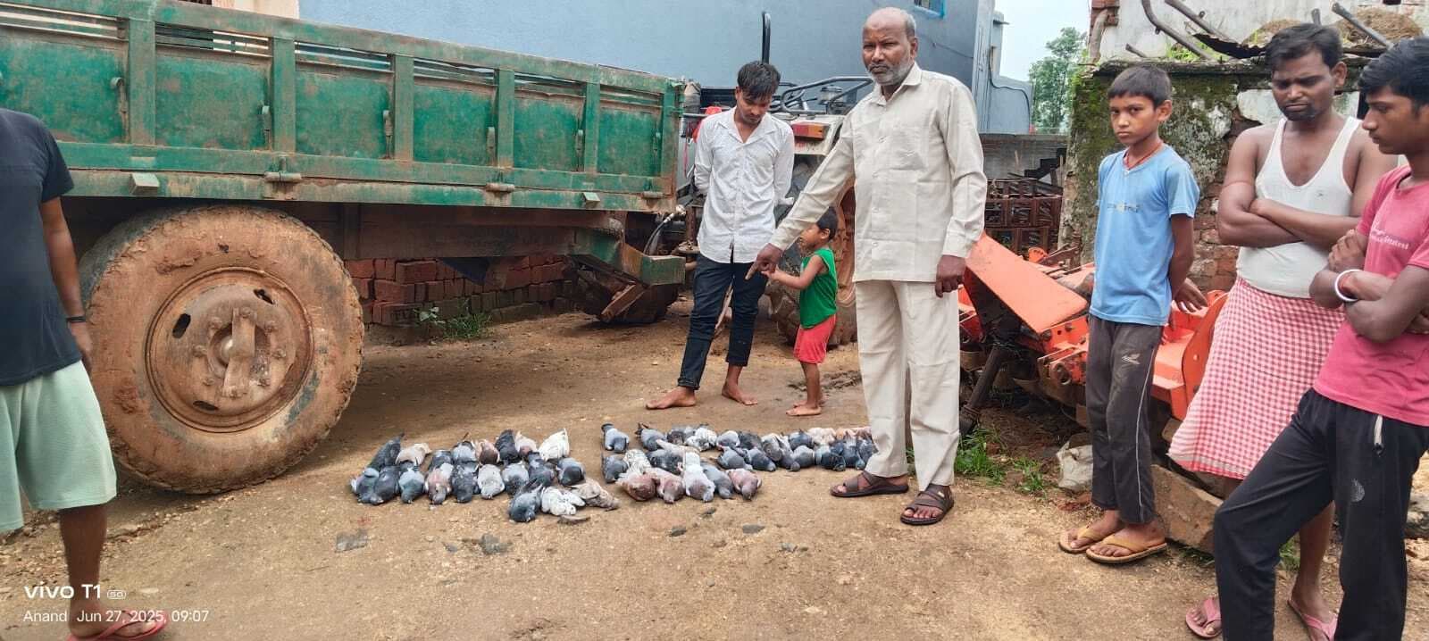 Bokaro News : जहरीला दाना देकर सैकड़ों कबूतरों को मार डाला