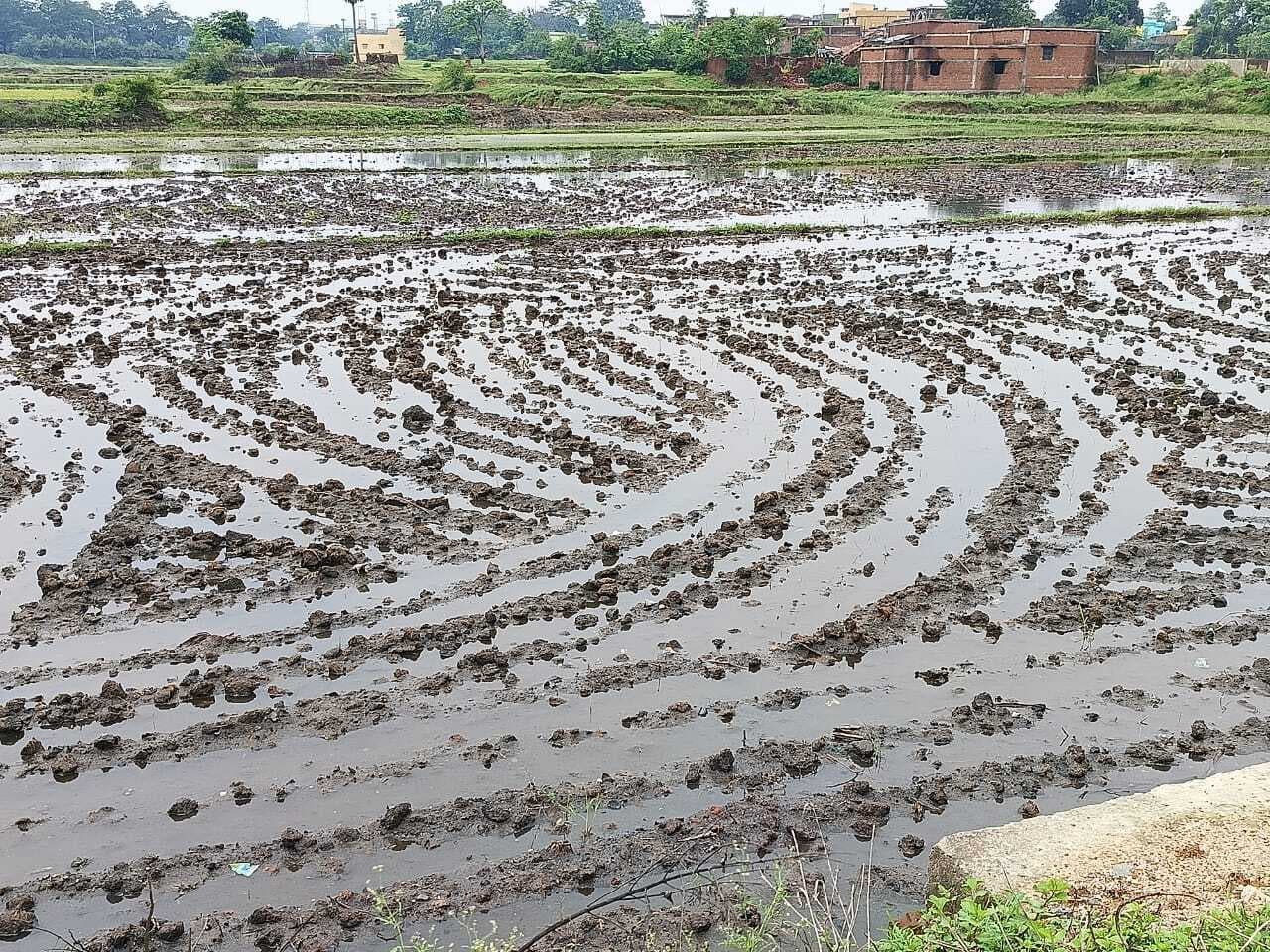 बारिश थमते ही शुरू होगा बिहन लगाने का काम
