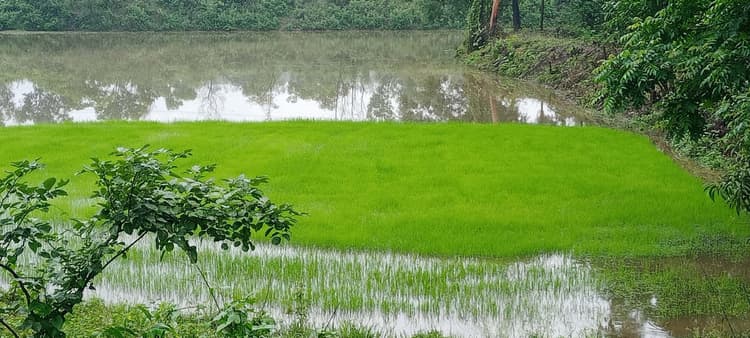 East Singhbhum News : बारिश से कहीं आफत, कहीं राहत; धनरोपनी में जुटे किसान