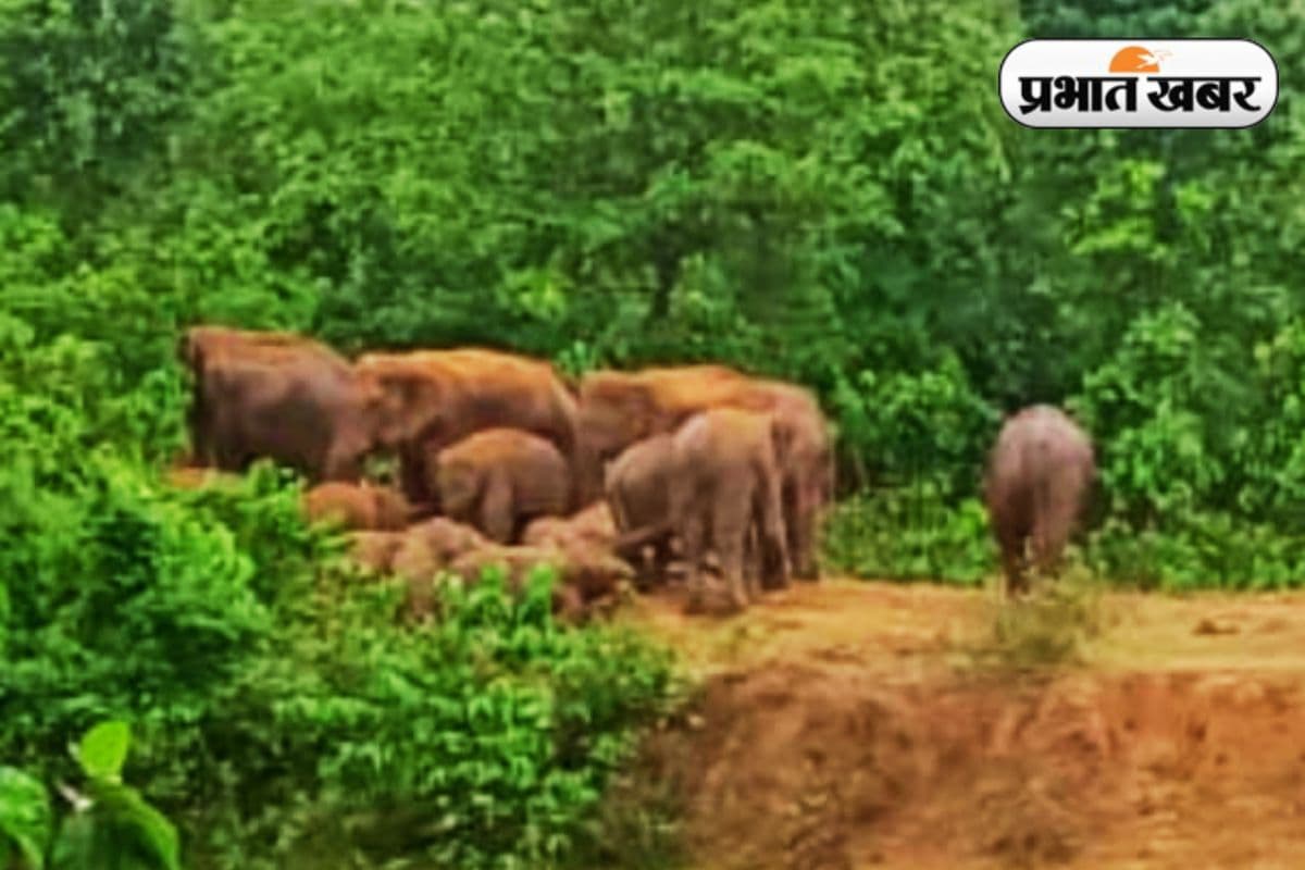 hazaribagh news wild elephants hazaribagh news wild elephants