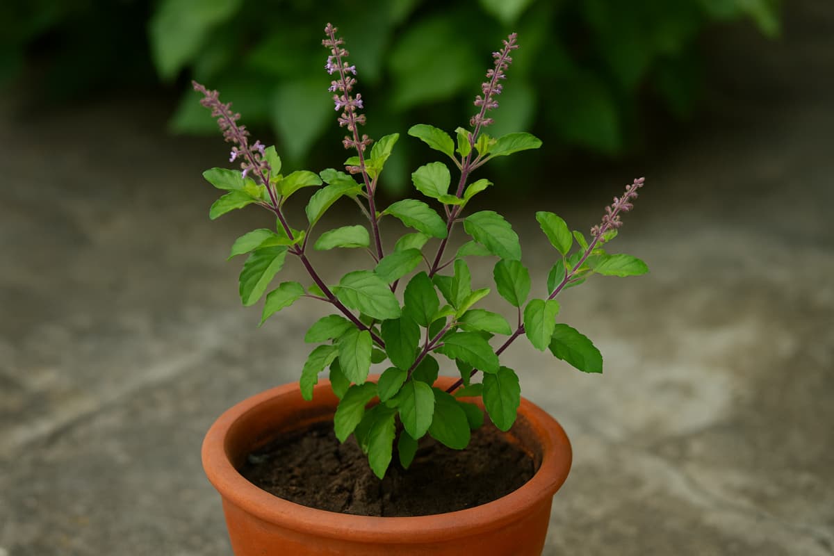 how to grow tulsi at home how to grow tulsi at home