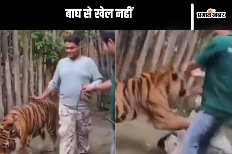 Viral Video : बाघ के साथ सेल्फी ले रहा था युवक, हो गया कांड