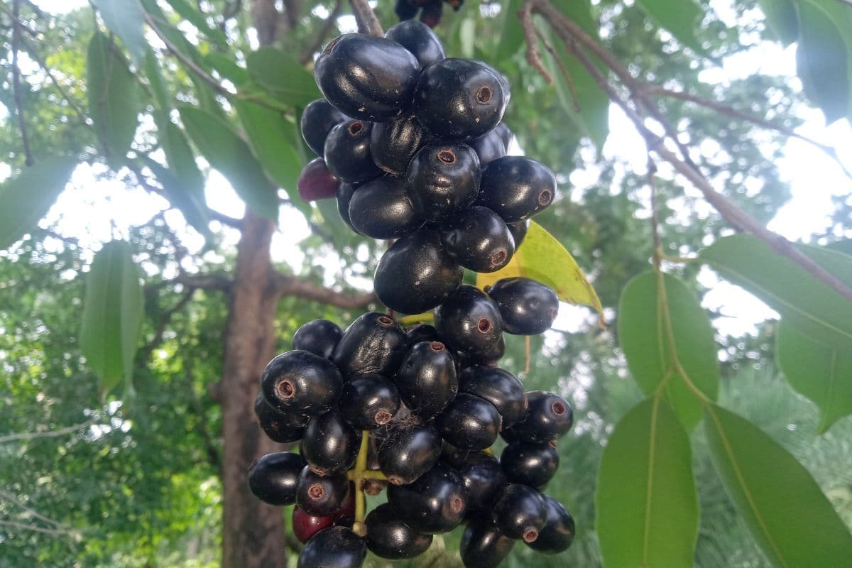 डायबिटीज मरीजों के लिए वरदान है ये मौसमी फल, फायदे जान कर आप भी लाएंगे घर डायबिटीज मरीजों के लिए वरदान है ये मौसमी फल, फायदे जान कर आप भी लाएंगे घर
