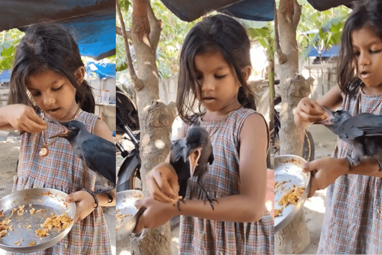 Viral Video: बच्ची बन गई कौवे की मां, अपने हाथों से खिलाया खाना