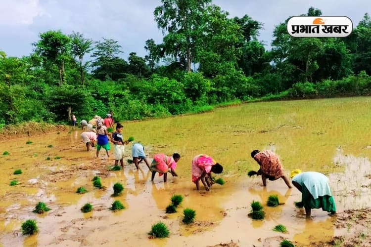 भारी बारिश के बाद क्या करें झारखंड के किसान, कृषि विभाग ने तैयार किया वैकल्पिक प्लान