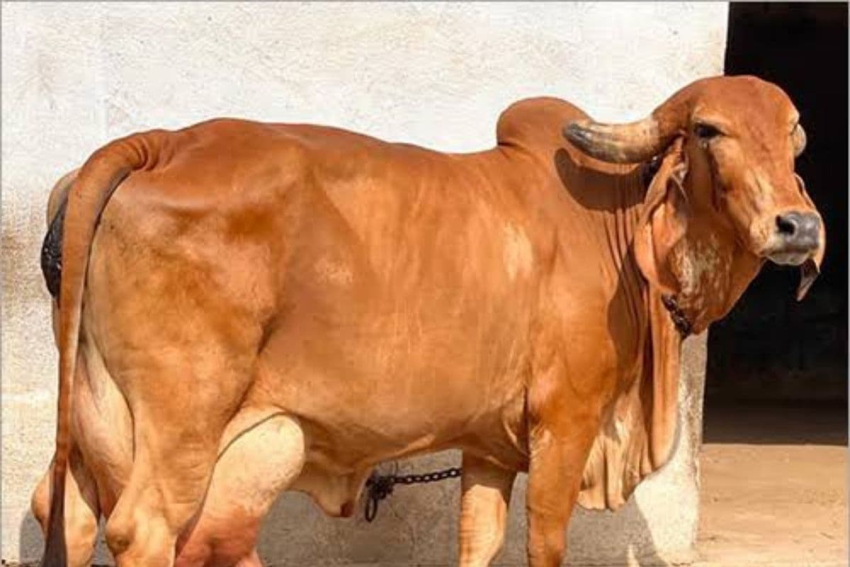 Bihar: रोजगार का अवसर , इस योजना के तहत 75 प्रतिशत तक मिलेगा अनुदान