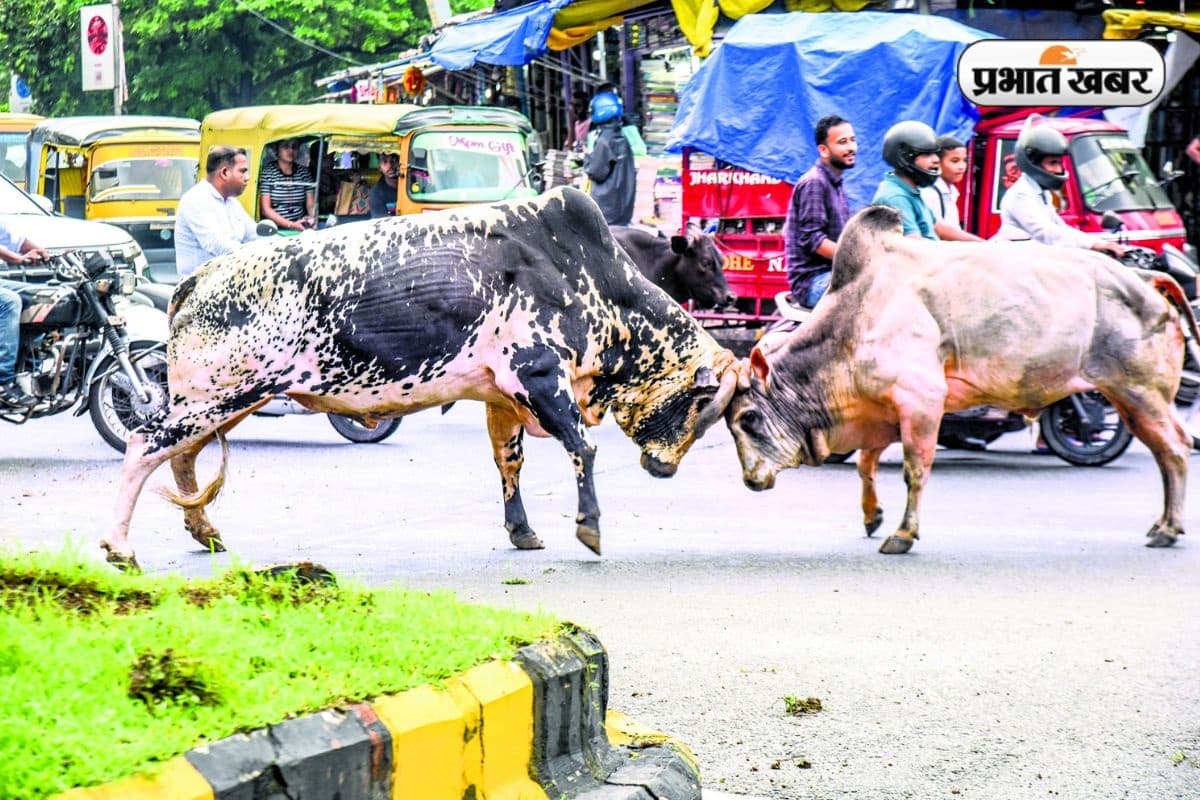 Jamshedpur News: "आ देखें जरा किसमें कितना है दम…", बीच सड़क पर शुरू हुई 'बुल फाइटिंग', मची अफरा-तफरी