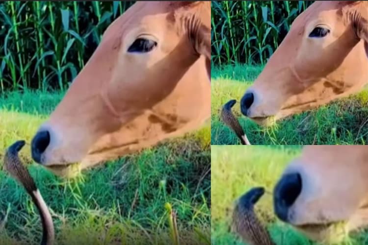 अपने घर पर होगे तुम किंग कोबरा, मेरे लिए तो बच्चे हो! गाय का सांप के लिए यूं छलका प्यार