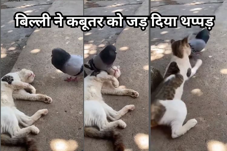 Viral Video: गहरी नींद में सो रही थी बिल्ली, कबूतर ने कर दिया परेशान, गुस्से में मौसी ने जड़ दिया थप्पड़