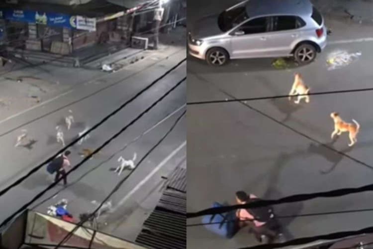 7 कुत्तों ने अकेले जा रहे आदमी पर किया हमला, जान बचाने के लिए बंदे ने किया कुछ ऐसा लोग करते रह गए तारीफ