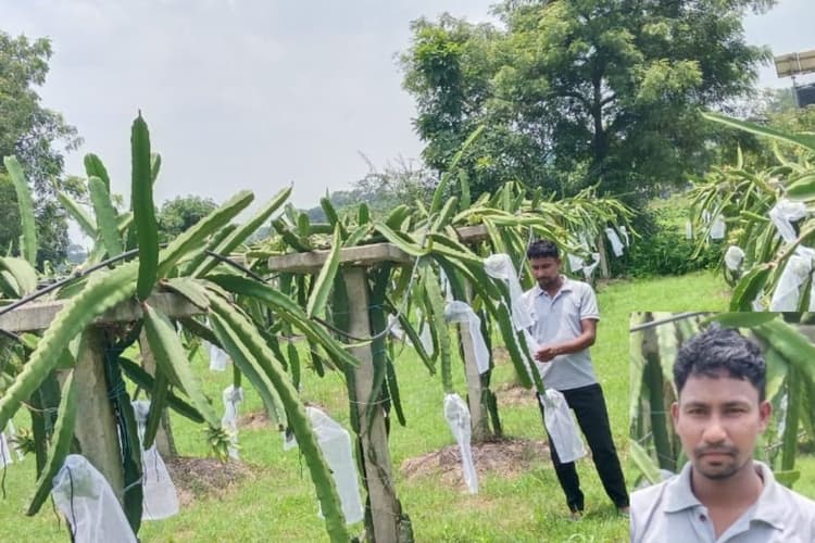 झारखंड के एक किसान की इस फल की खेती से बदल गयी किस्मत, अब लाखों में हो रही कमाई
