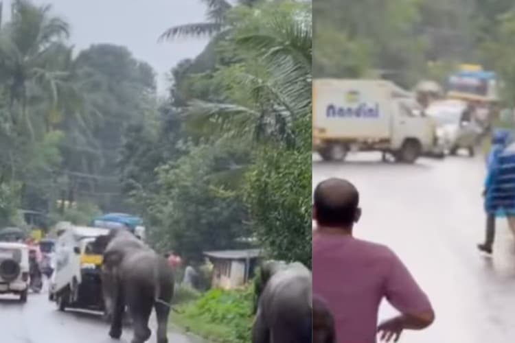 WATCH: सड़क पर गजराज के गैंग का आतंक, डर के मारे भागे लोग, देखें VIDEO