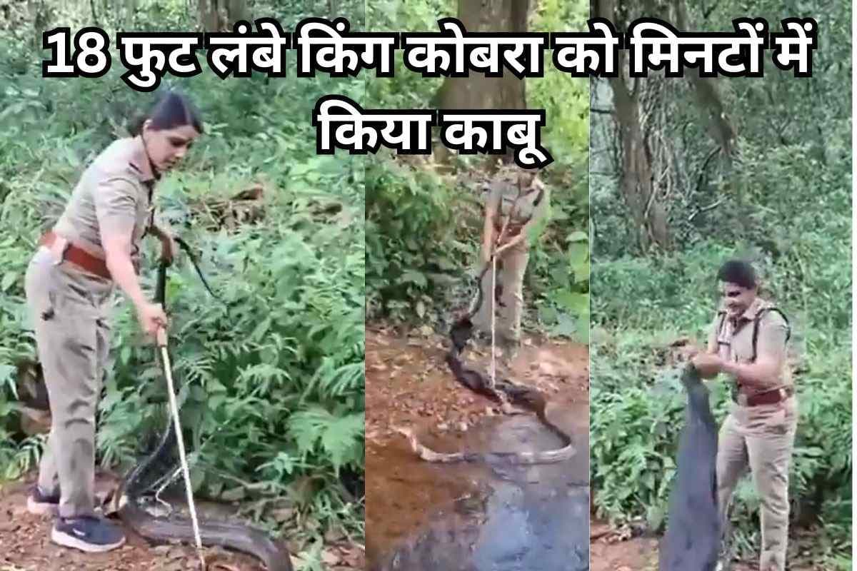 Viral Video: जंगल की शेरनी, 18 फुट लंबे किंग कोबरा को मिनटों में किया काबू, वीडियो देख तारीफ करने लगे थरूर