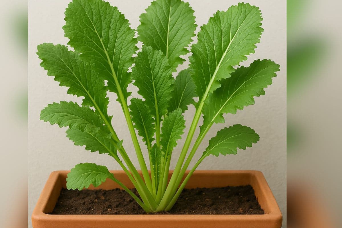 Gardening tips Gardening tips