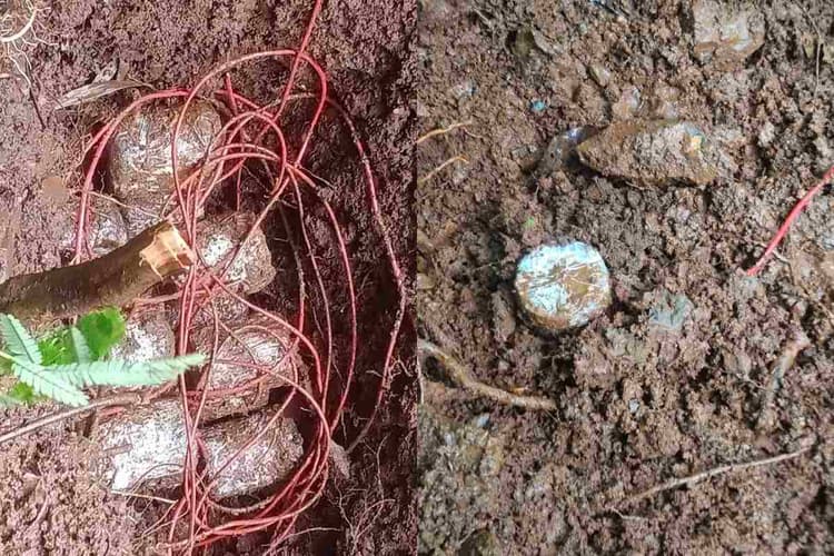 Jharkhand Naxal: झारखंड में भाकपा माओवादियों की साजिश फिर नाकाम, 16 IED बम बरामद