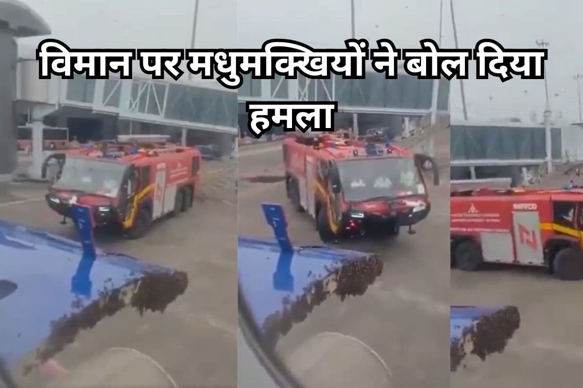 Indigo Flights: जब विमान पर मधुमक्खियों ने बोल दिया हमला, जानें फिर क्या हुआ, देखें वीडियो