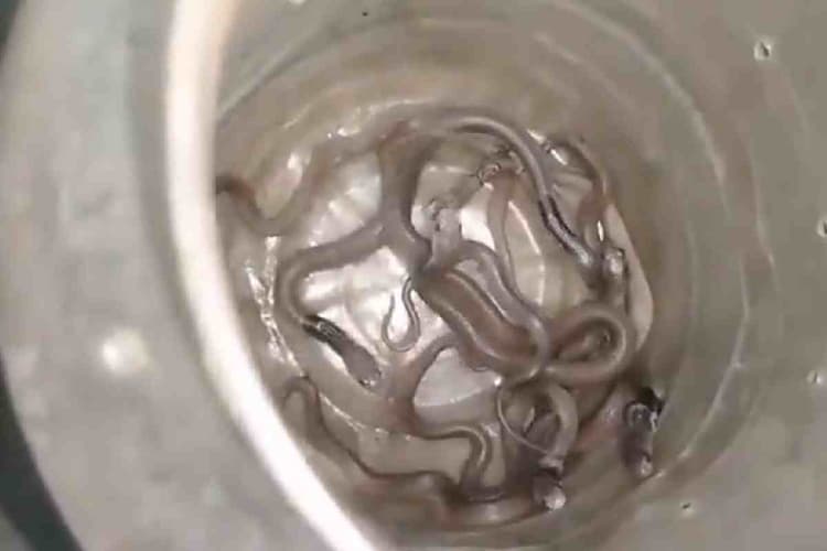 Viral Video : घर के अंदर 11 कोबरा सांप, डर से भागे लोग, देखें डरावना वीडियो