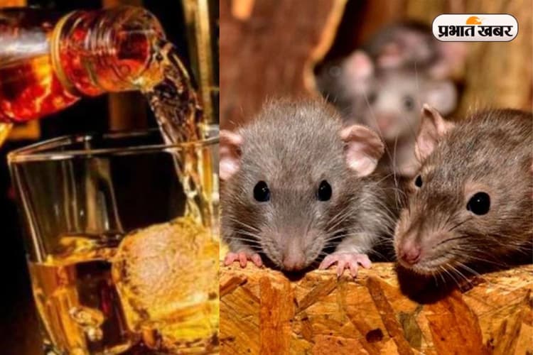 Dhanbad News: चूहों ने नहीं पी थी शराब, जांच रिपोर्ट में हुआ बड़ा खुलासा