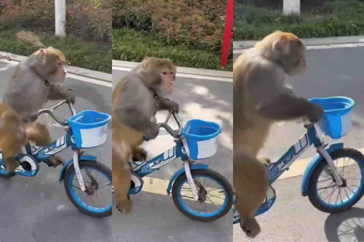 Monkey Showed Riding Skills Video