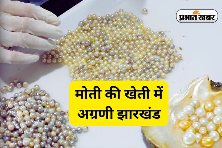 Pearl Farming: झारखंड में उभरता क्षेत्र बनता मोती उत्पादन, युवाओं को मिलेगा रोजगार