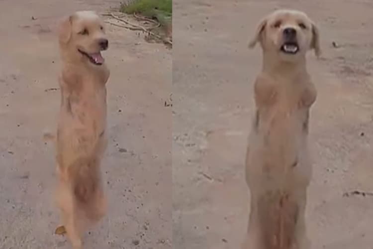 हादसे ने छीन लिया पैर, लेकिन नहीं छीन पाया हौसला, चेहरे पर मुस्कान लिए सड़क पर घूमता दिखा डॉग, देखें वीडियो