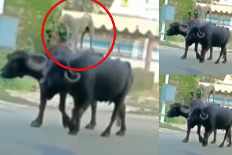 Viral Video: किराया चाहिए तो जल्दी चलो! भैंसों की सवारी करता दिखा कुत्ता, वीडियो देखकर नहीं रुकेगी हंसी