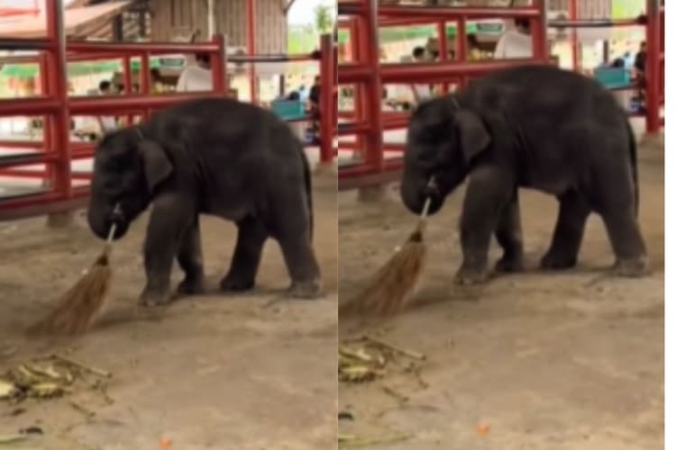 Viral Video: नन्हा हाथी निकला सफाई का शौकीन, जमीन पर झाड़ू लगाकर जीता लोगों का दिल