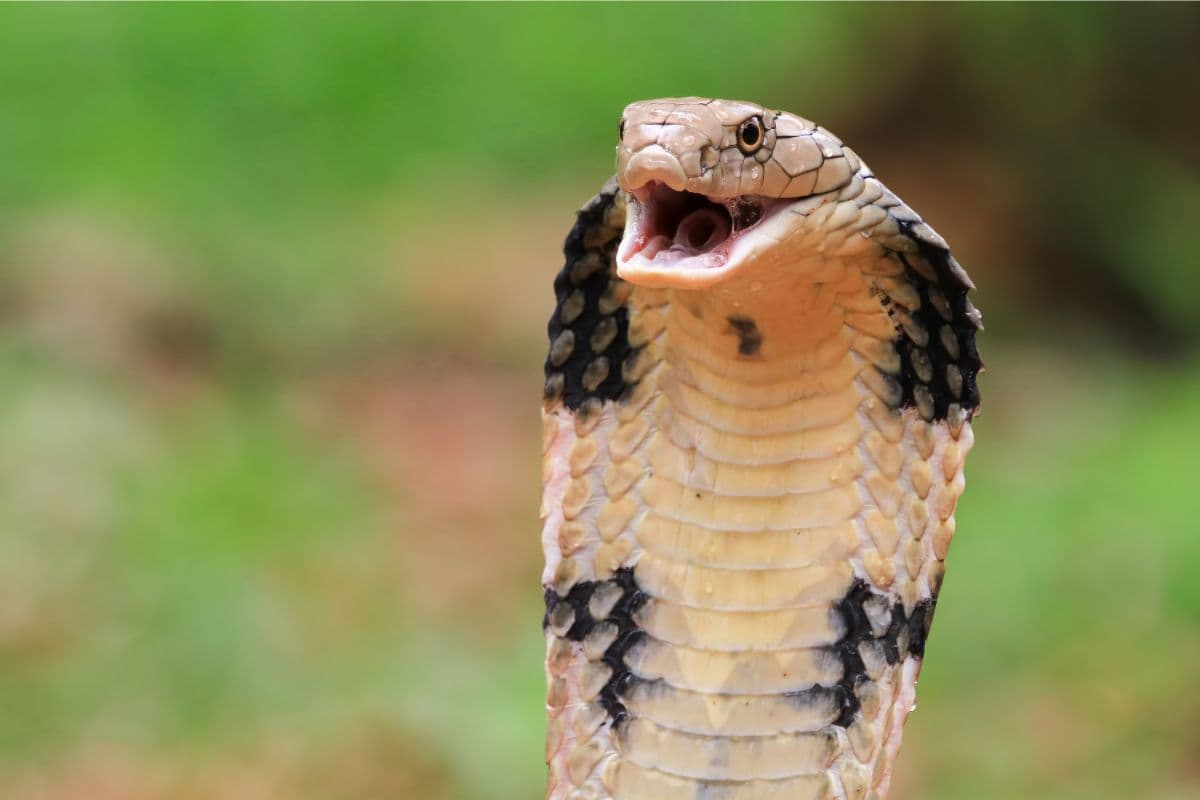 Most Snake Bite Deaths Country in World Most Snake Bite Deaths Country in World