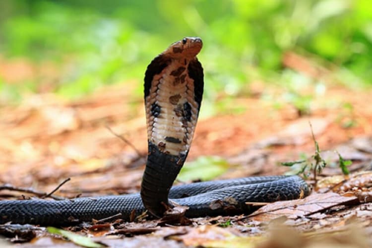 भारत में कितना महंगा बिकता है जहरीले सांपों का जहर? 'बिग फोर' की कीमत सबसे अधिक