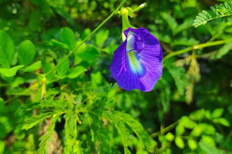 Aprajita Planting At Home: सिर्फ सजावट नहीं, सेहत के लिए भी है फायदेमंद, घर पर आज ही उगाएं अपराजिता का फूल