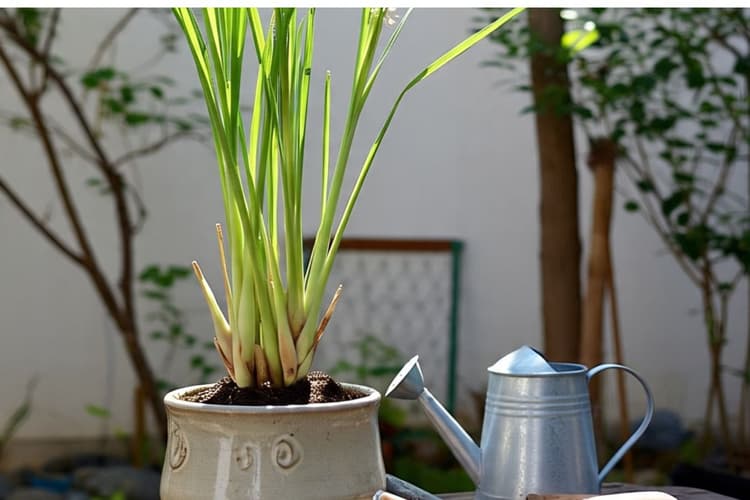 LemonGrass Gardening: अगर आप भी हैं चाय के शौकीन तो, इन आसान टिप्स से घर पर उगाएं ये घास