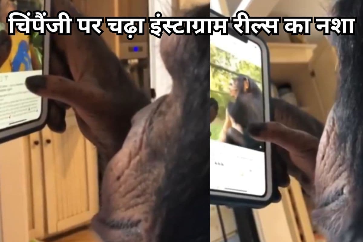 Viral Video: चिंपैंजी पर चढ़ा इंस्टाग्राम रील्स का नशा, मोबाइल चलाता देख घूम जाएगा दिमाग