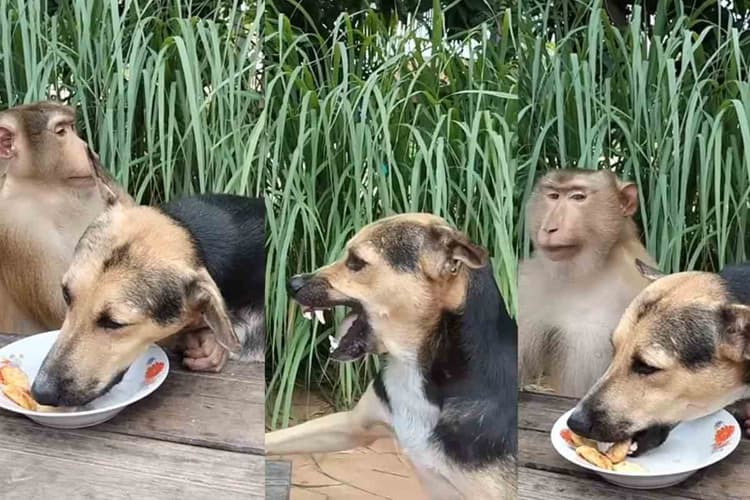 Viral Video: भोजन के लिए बंदर और कुत्ते में 'महाभारत', देखें बंदर ने कैसे ली कुत्ते की खबर