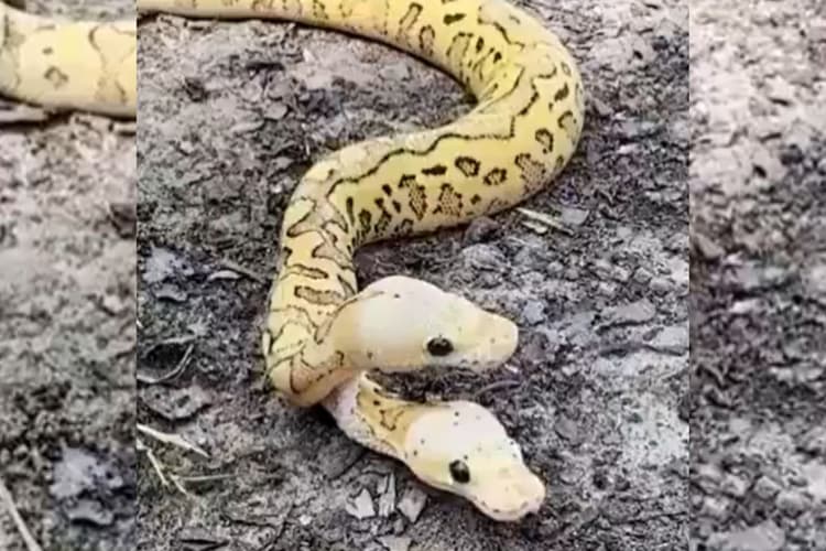 Viral Video: दो सिर वाले सांप को देख अचंभित हो रहे लोग, बिरले दिखते हैं ऐसे अजगर, वायरल हो रहा वीडियो