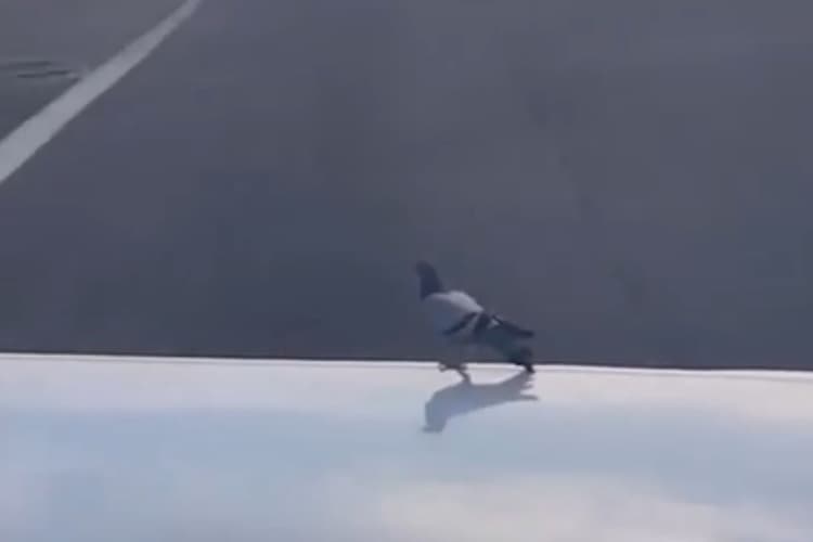 हवाई जहाज के विंग पर बैठ गया कबूतर, प्लेन ने रफ्तार पकड़ी तो हो गई ऐसी हालत, वायरल हो रहा वीडियो