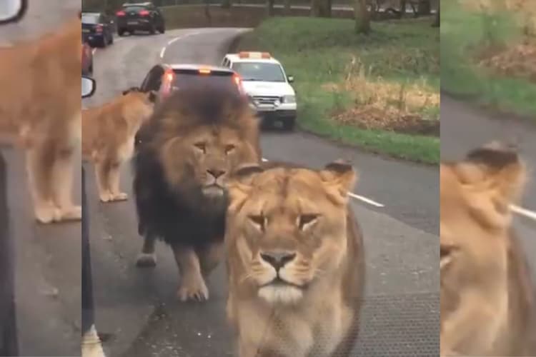 Viral Video: सड़क पर उतर गया शेर का पूरा परिवार, 'राज परिवार' को देख बंध गई लोगों की घिग्गी, वीडियो वायरल