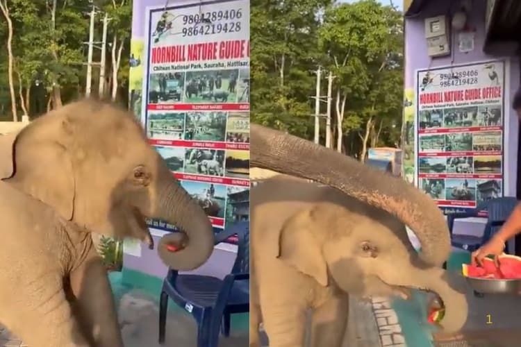 Viral Video: तरबूज देख ललचाई बेबी हाथी, फिर दुकानदार ने जो किया वो जीत लेगा दिल