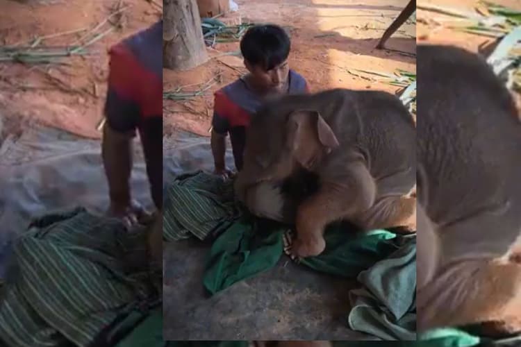 Viral Video: अपने केयरटेकर में बसी है इस Baby Elephant की दुनिया, दिल को छू लेगा यह वायरल वीडियो