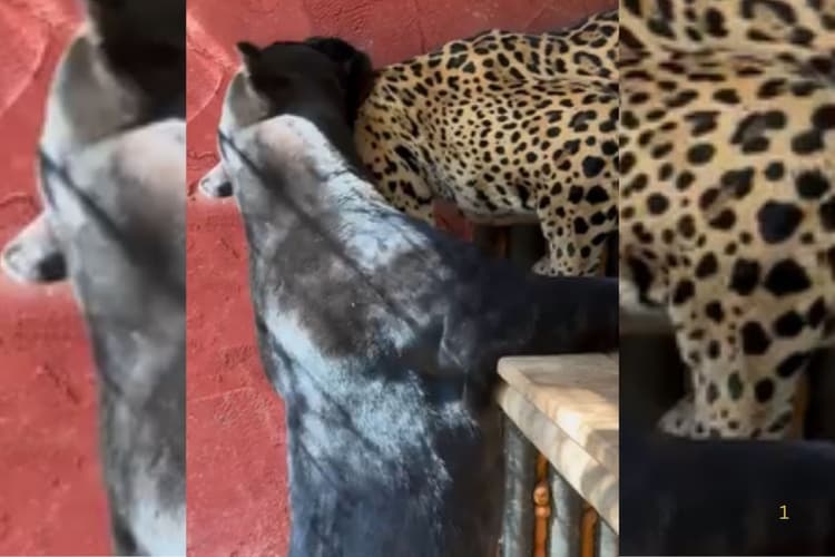 Viral Video: ब्लैक पैंथर और जगुआर में होने लगी पटका-पटकी, इसके बाद जो हुआ… वायरल हो रहा वीडियो