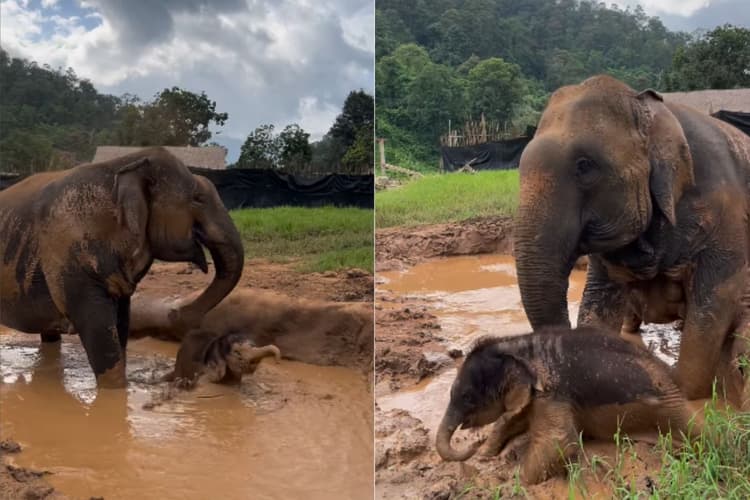 कीचड़ भरे तालाब में पहली बार घुसा छोटू हाथी, मां के साथ मस्ती करता देख लोगों को चेहरों पर आई मुस्कान, देखें वीडियो