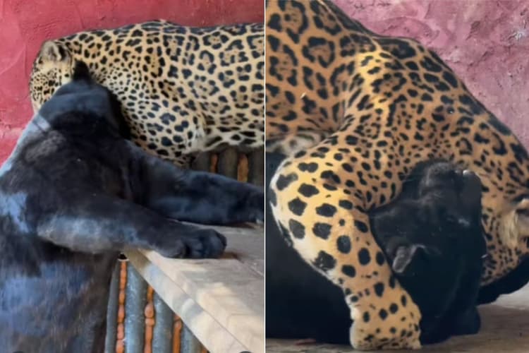 Viral Video: ब्लैक पैंथर और जैगुआर के बीच दिखा जबरदस्त टकराव, अंत में जो हुआ वो सोचा भी ना होगा