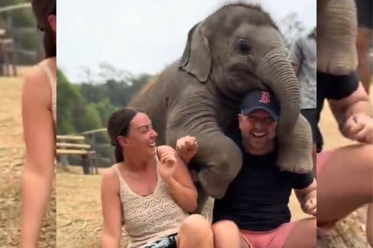 Viral Video: नन्हे हाथी की मस्ती देख खिल जाएगा दिल, सोशल मीडिया पर वायरल हो रहा वीडियो
