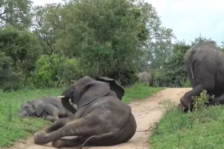 Viral Video: नशे में बेसुध हो गया हाथियों का पूरा झुंड, जंगल में मच गया कोहराम, वायरल हो रहा वीडियो