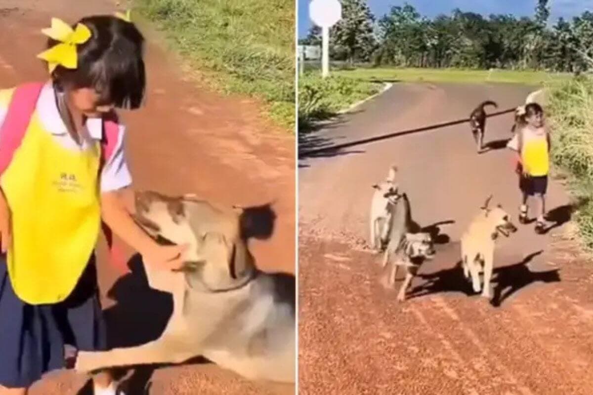 स्कूल बस रुकते ही दौड़ पड़ा कुत्तों का झुंड, नन्ही बच्ची के उतरते ही किया ऐसा वेलकम कि वायरल हो गई क्यूट वीडियो