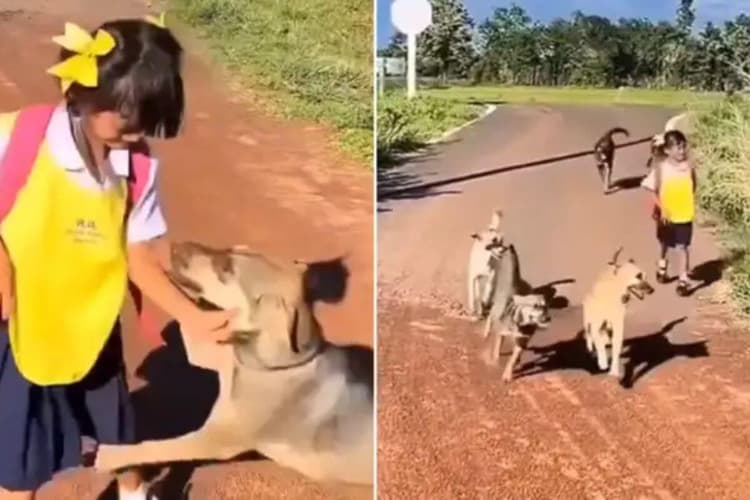 स्कूल बस रुकते ही दौड़ पड़ा कुत्तों का झुंड, नन्ही बच्ची के उतरते ही किया ऐसा वेलकम कि वायरल हो गई क्यूट वीडियो