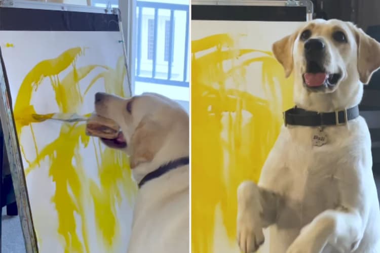 मुंह में ब्रश रख डॉगी ने बना डाली गजब की पेंटिंग, वीडियो देख अच्छे-अच्छे पेंटरों की हुई सिट्टी-पिट्टी गुम