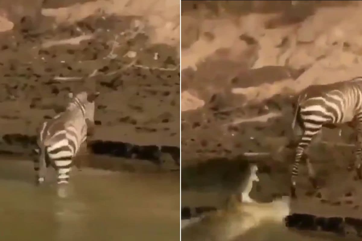 Viral Video Zebra Saved his life from crocodile